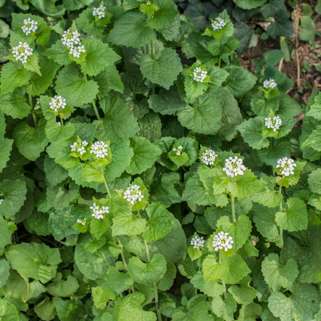 invasive plant species garlic mustard