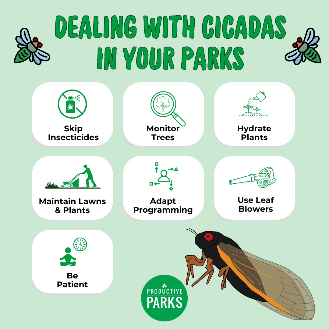 infographic about what to do when cicadas emerge in 2024