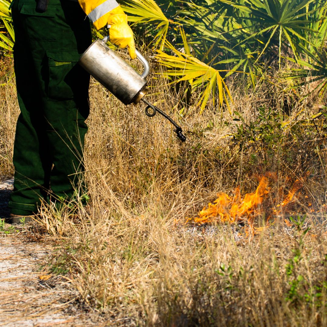 Image of technician starting a prescribed burn