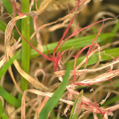 Image of red thread grass fungus