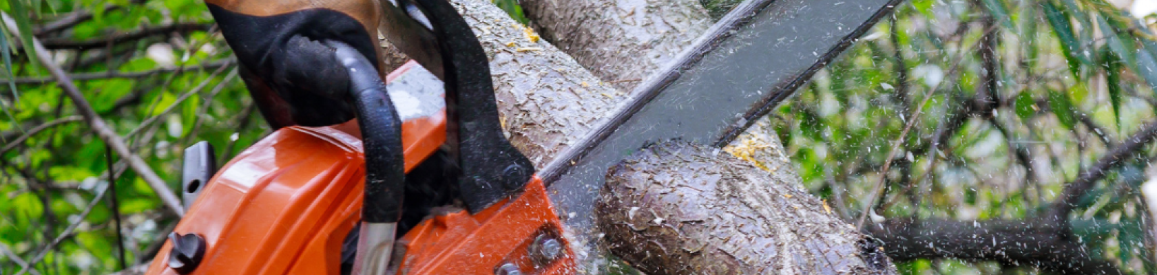Image of maintained chainsaw being used