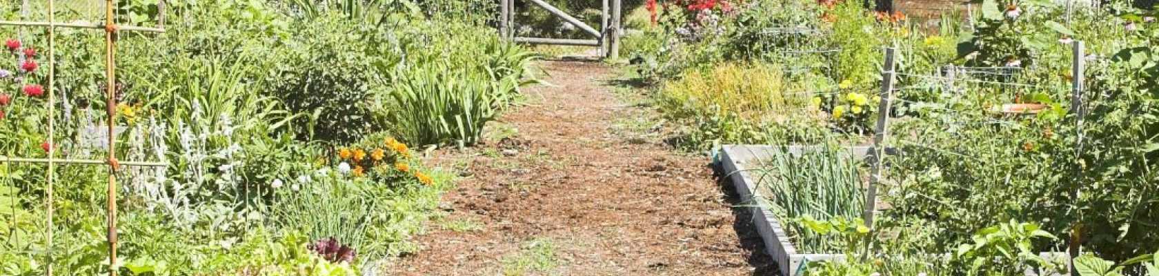 Image of a several plats of a community garden