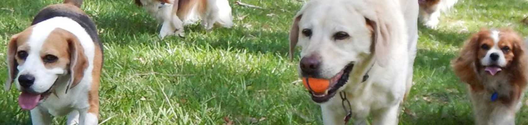 Image of dogs walking in a dog park created by a parks and recreation agency