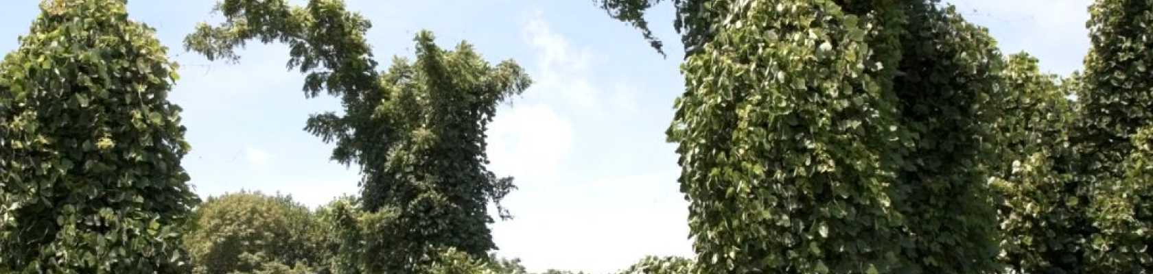 invasive plant species taking over nearby vegetation