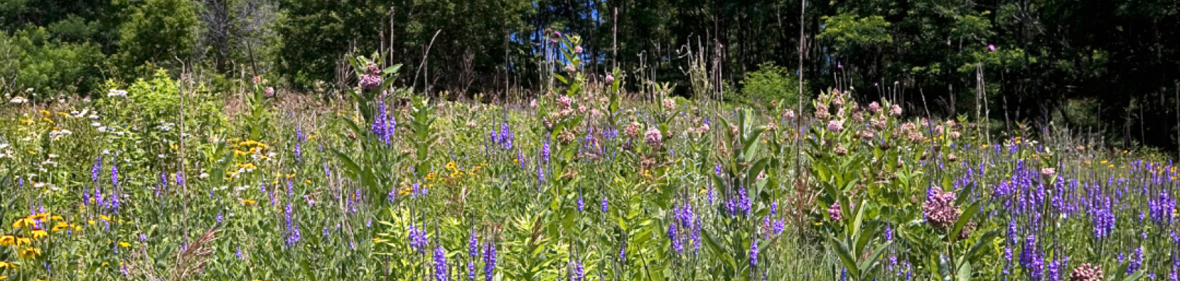 Image of a field with native plants