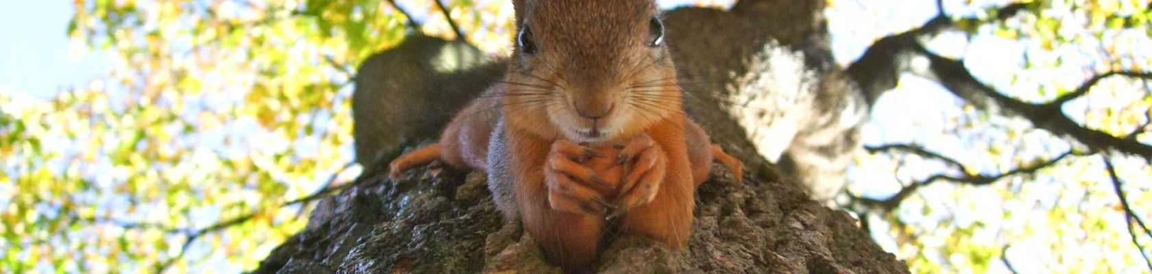 image of squirrel in a maintained tree