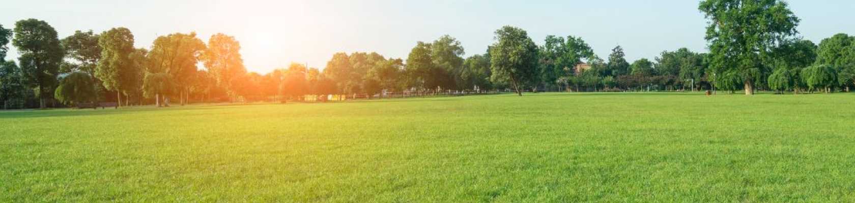 Image of a lawn that has no fungal disease