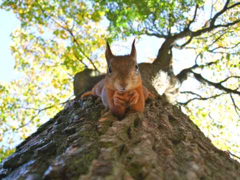 image of squirrel in a maintained tree