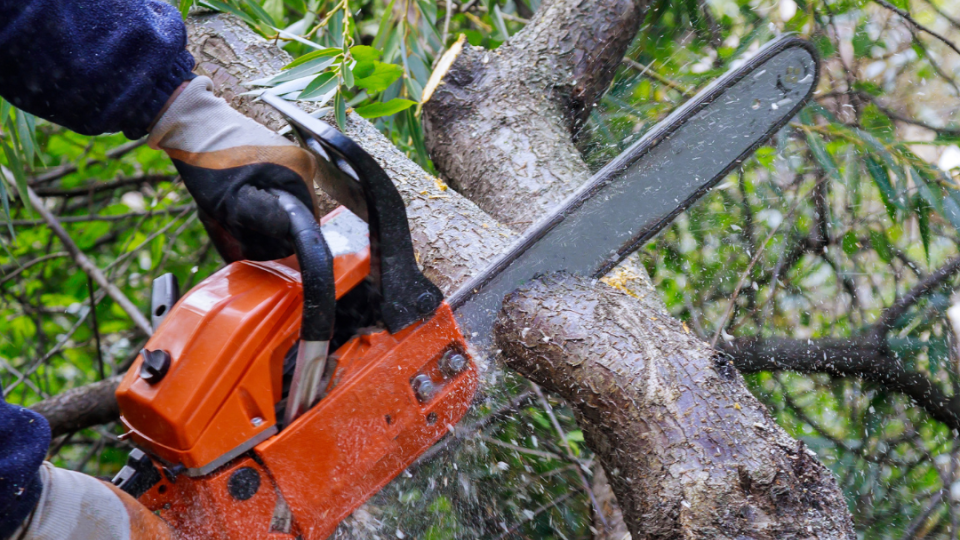 Image of maintained chainsaw being used