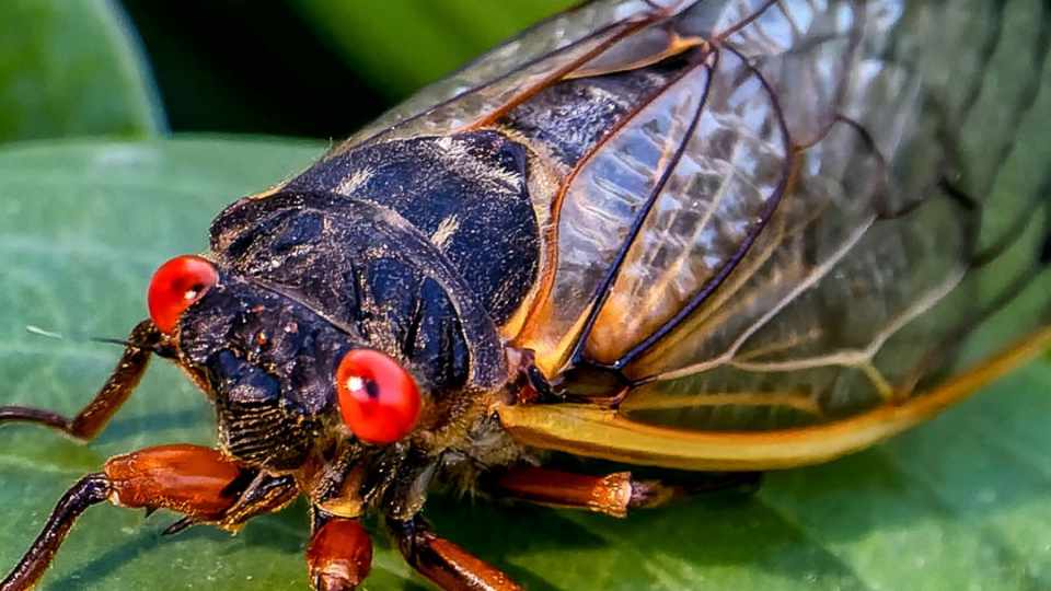 Image of a cicada on park landscaping. Cicadas 2024.