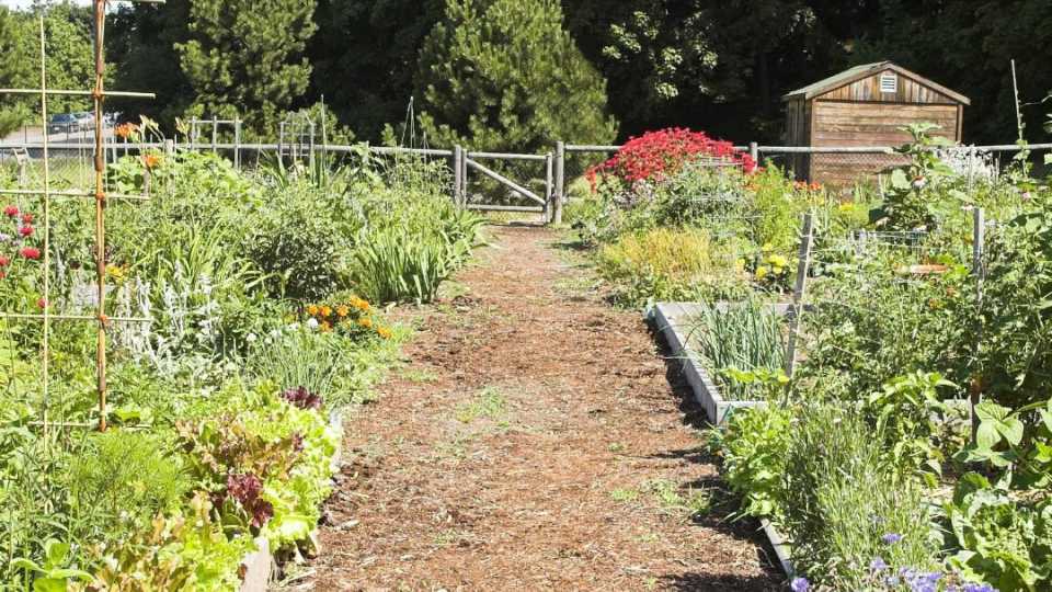 Image of a several plats of a community garden