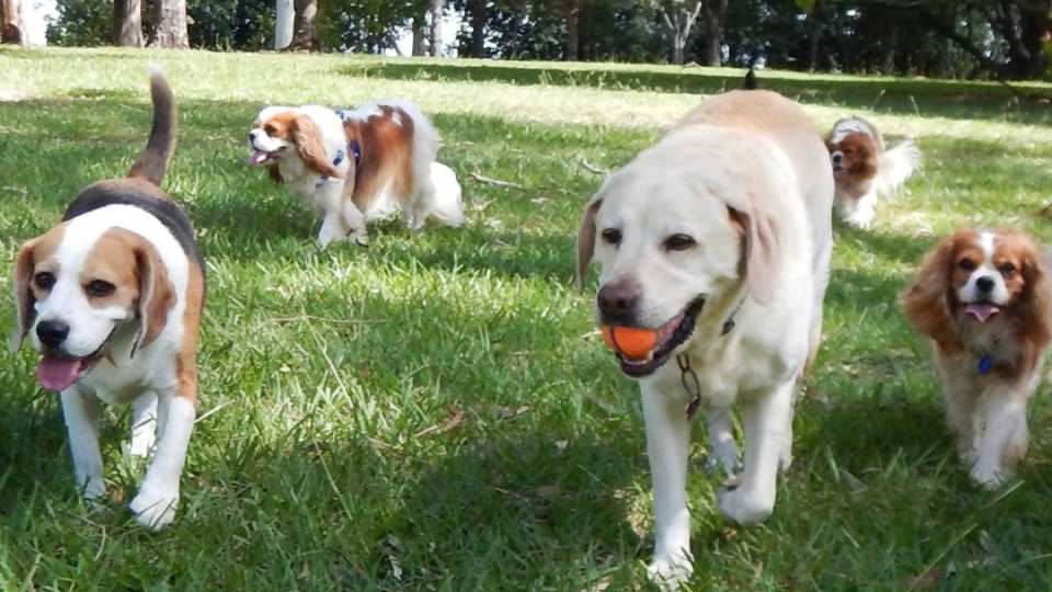 Image of dogs walking in a dog park created by a parks and recreation agency