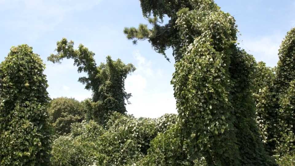 invasive plant species taking over nearby vegetation 