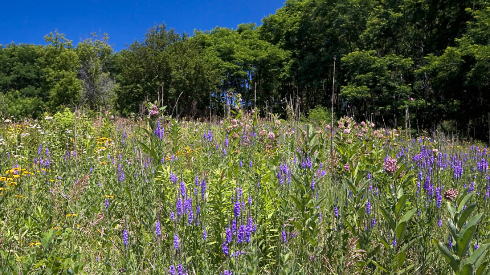 Image of a field with native plants