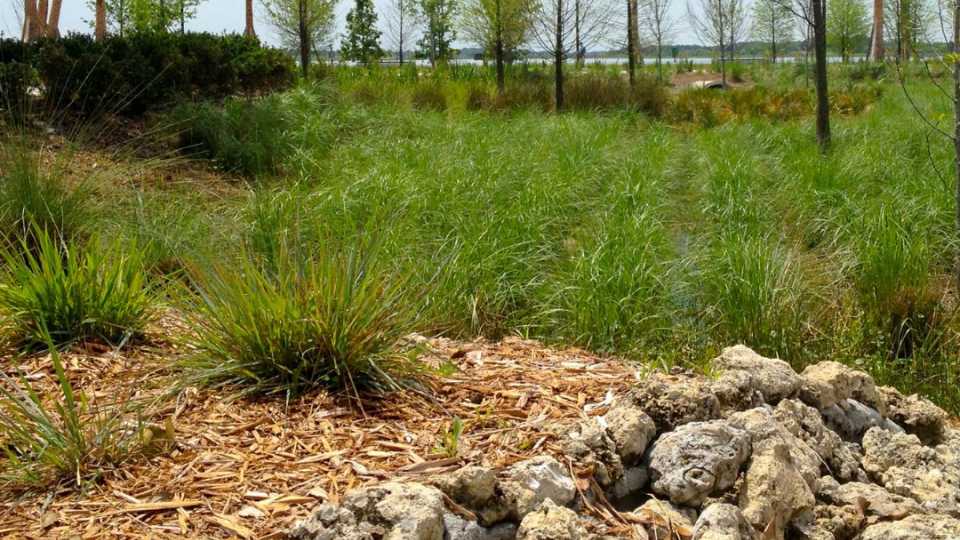 Image of a nature based solution rain garden