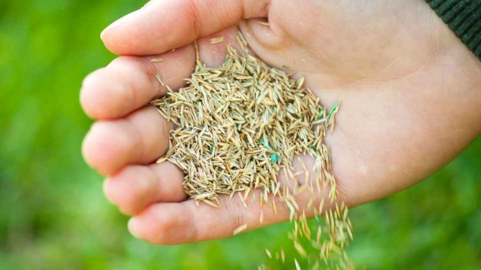 Image of someone maintaining turf by overseeding