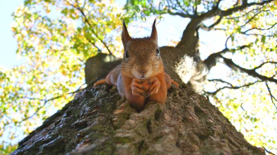 image of squirrel in a maintained tree