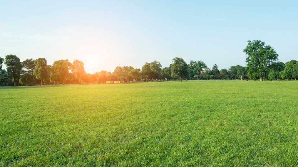 Image of a lawn that has no fungal disease